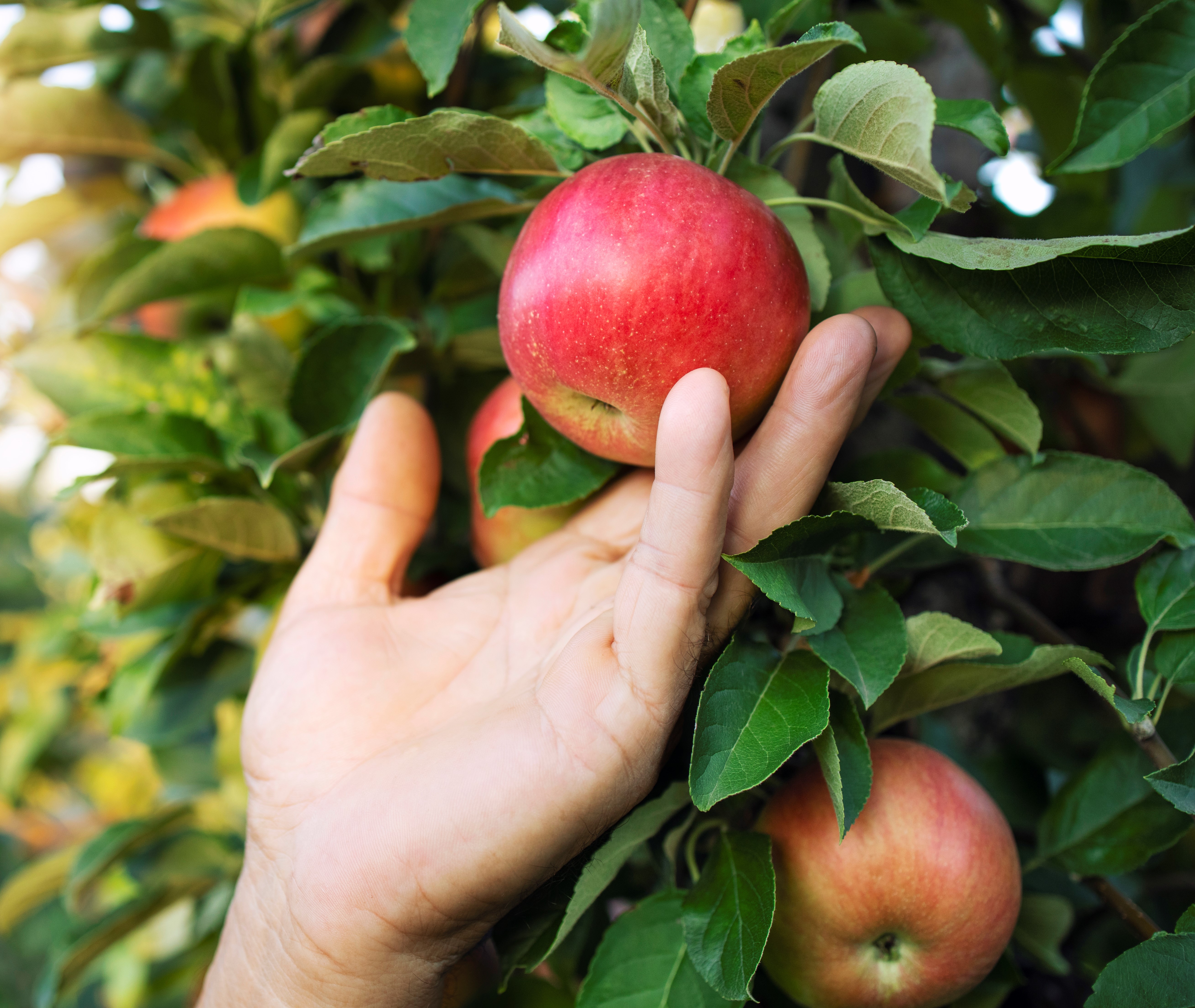 mela annurca della valle dell'Irno